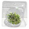 Picture of GREEN DRIED FLOWERS 01