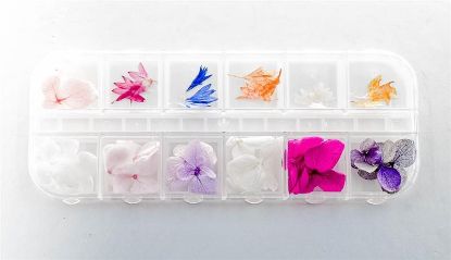 Picture of DRY FLOWER 2